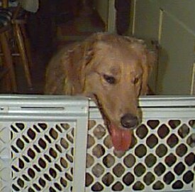 Brewster 1b