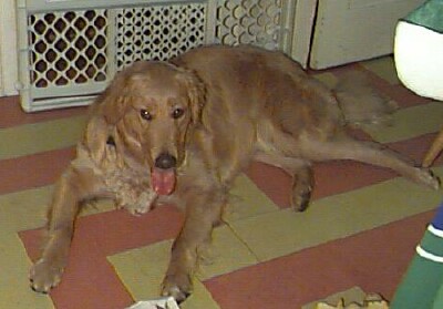Brewster 3b