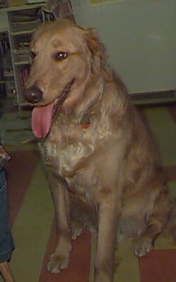 Brewster 4b