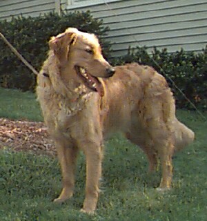 Brewster 5b